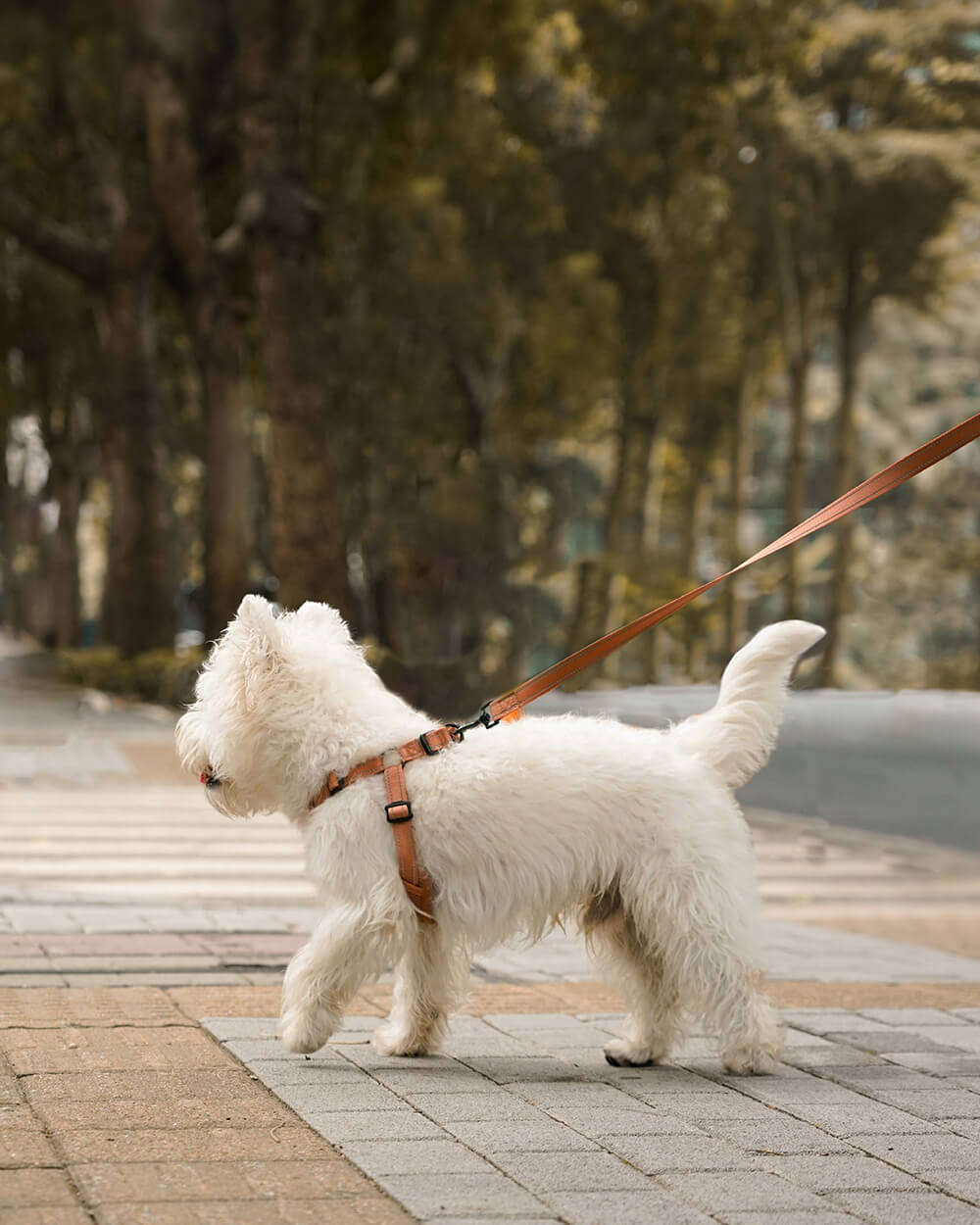 OxyMesh Flexi 踏入式狗胸背帶連牽繩套裝 - 摩卡